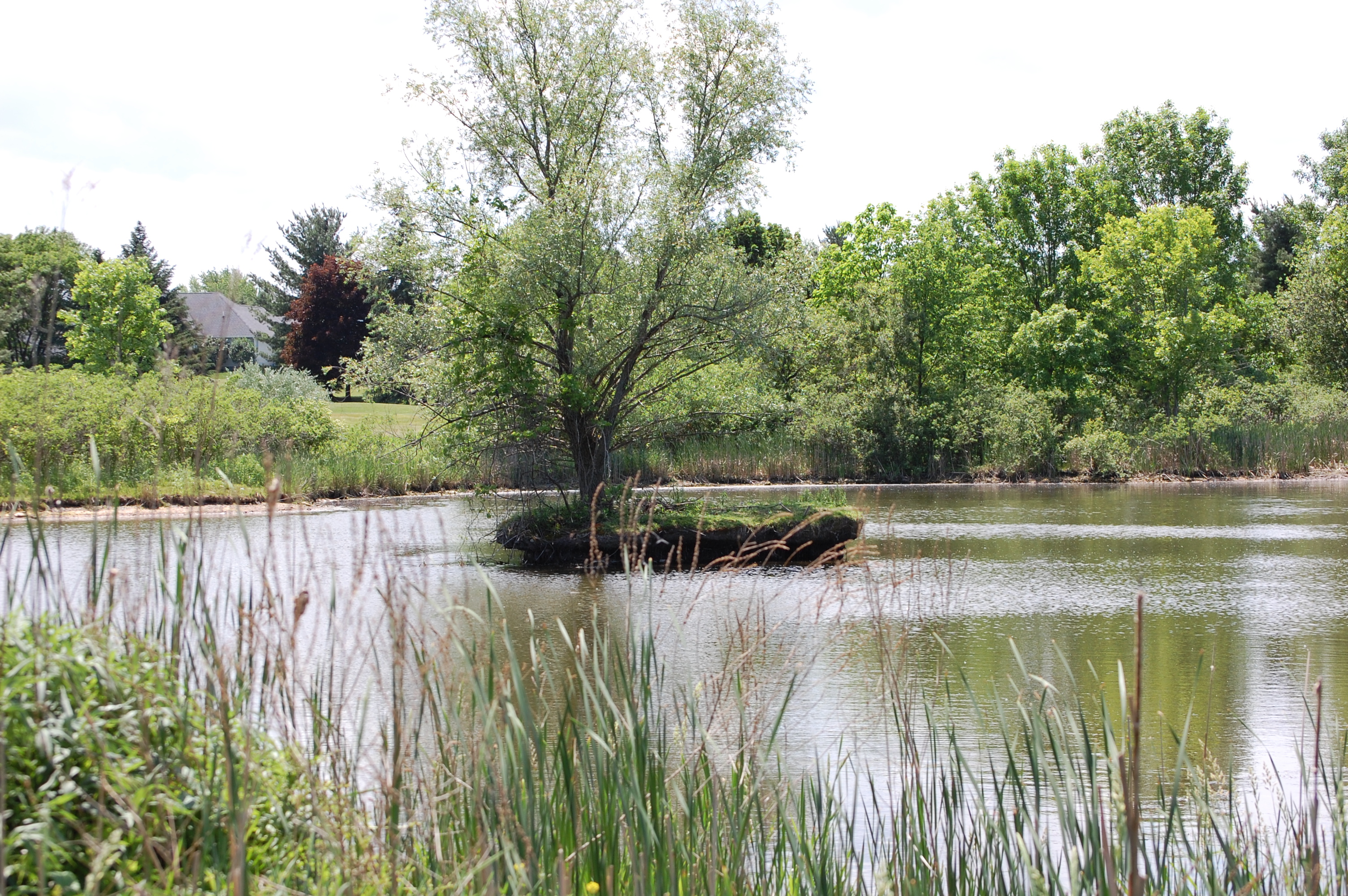 Certified Audubon Sanctuary