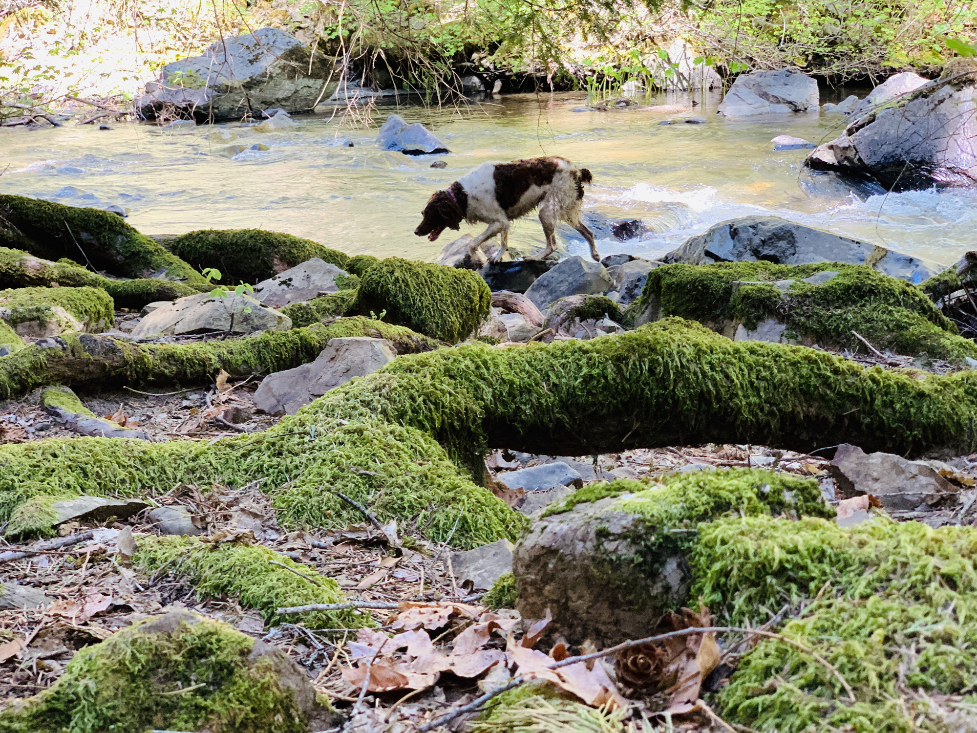 Trail Explorer